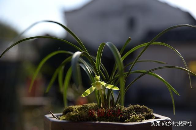 新种的兰花什么时候施肥最合适，兰花想种好肥料须用巧