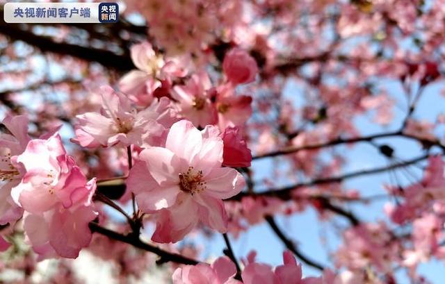 云南花海旅行记，春天，来云南与七彩花海相遇