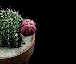 花开的时候最珍贵，珍惜每一个人花开的瞬间