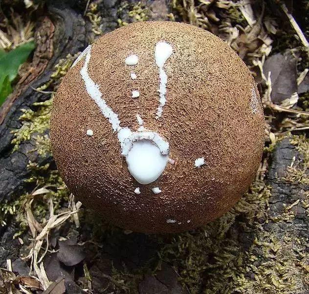 口香糖的特点有哪些，口香糖市场定位为企业及产品找准位置的“指南”