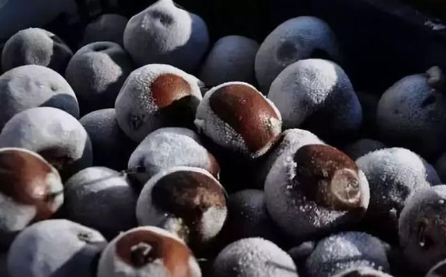 东北的特色美食，东北十大美食盘点（都说东北是美食的“荒漠”）