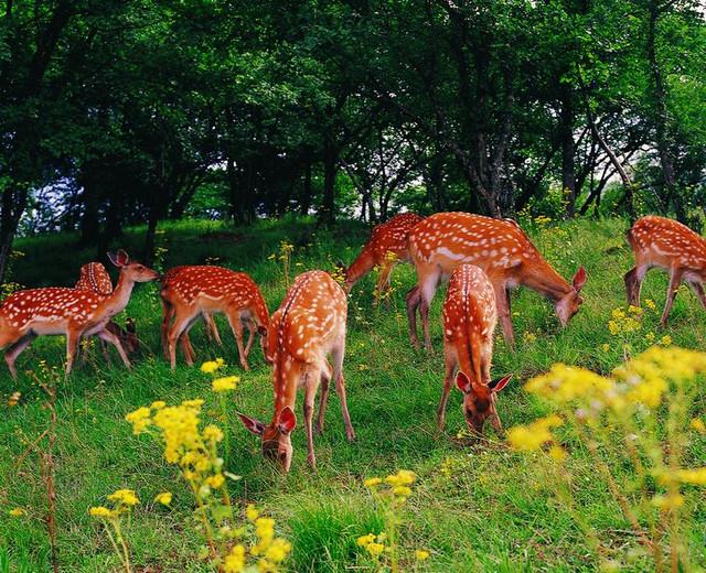 神农架自然景观介绍，探索自然的美丽风光