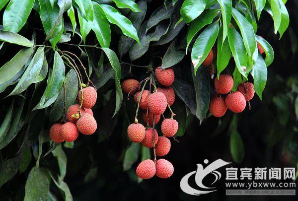 2022年宜宾机场冬春航线，四川出发的航线有这些变化