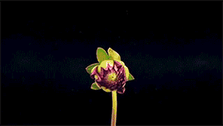 花开的时候最珍贵，珍惜每一个人花开的瞬间