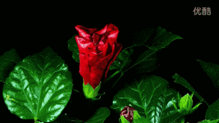 花开的时候最珍贵，珍惜每一个人花开的瞬间