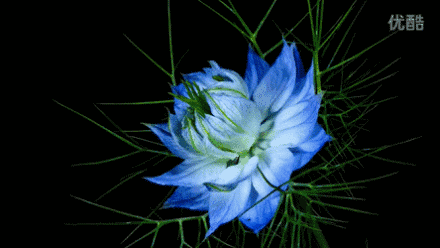 花开的时候最珍贵，珍惜每一个人花开的瞬间