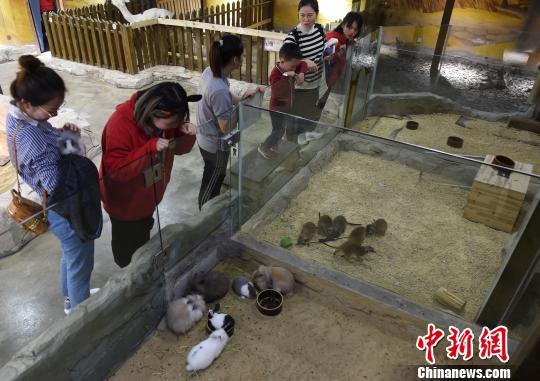 重庆动物园在哪里，重庆有几个大型的动物园