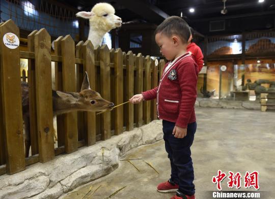 重庆动物园在哪里，重庆有几个大型的动物园