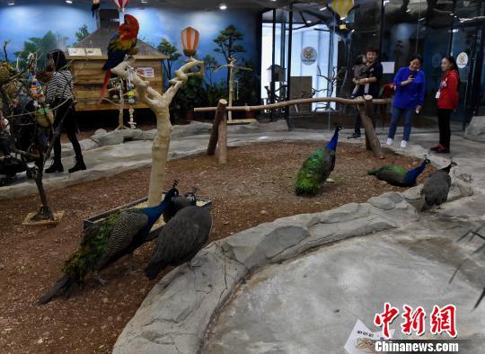 重庆动物园在哪里，重庆有几个大型的动物园