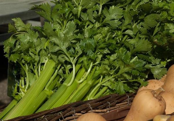 糖尿病芹菜的吃法(糖尿病人吃芹菜有什么好处)