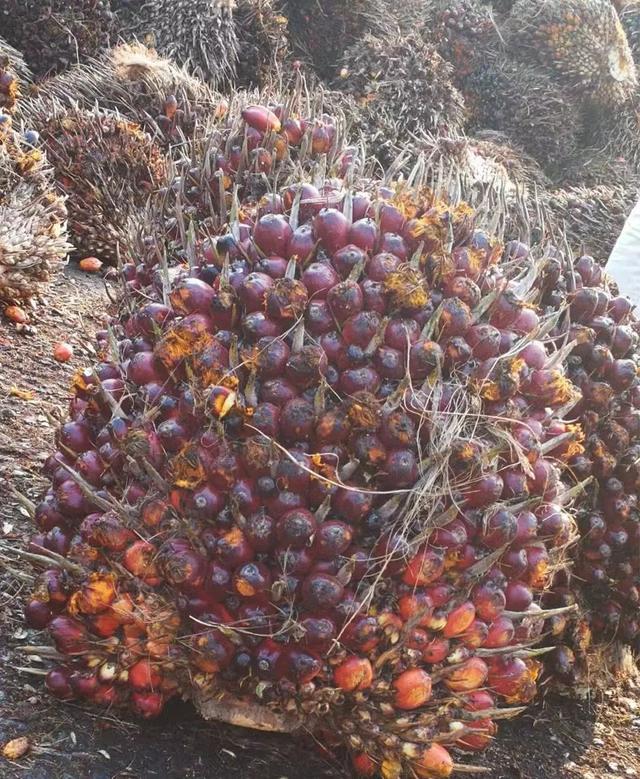 稻米油能炒菜吗，稻米油为啥不适合炒菜（稻米油怎么吃才合适）