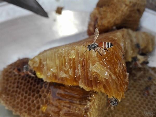 椴树蜜糖尿病能喝吗(椴树原蜜糖尿病人能吃吗)