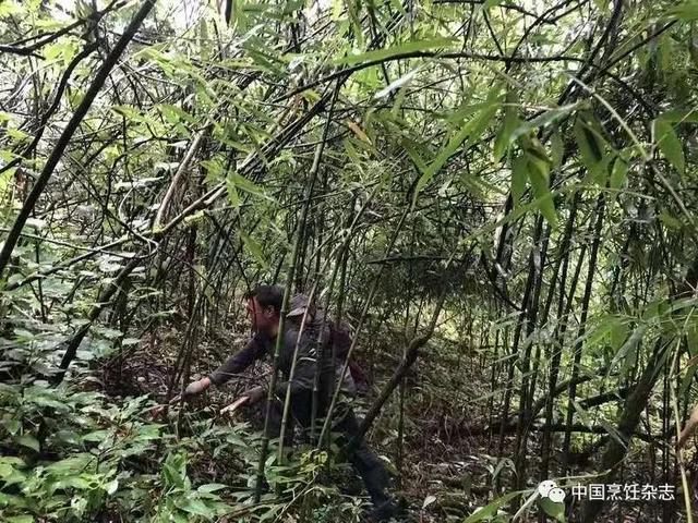 长白山特产雪蛤，从原产地到餐桌