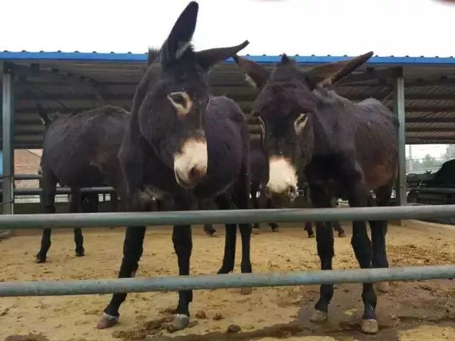 十大名驴肉最好吃的做法，菏泽这家驴肉馆地道