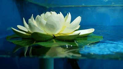 十大名驴肉最好吃的做法，菏泽这家驴肉馆地道