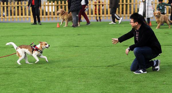 48种禁养犬种名单，阿拉斯加雪橇犬、松狮、秋田犬等6种狗或无需禁养