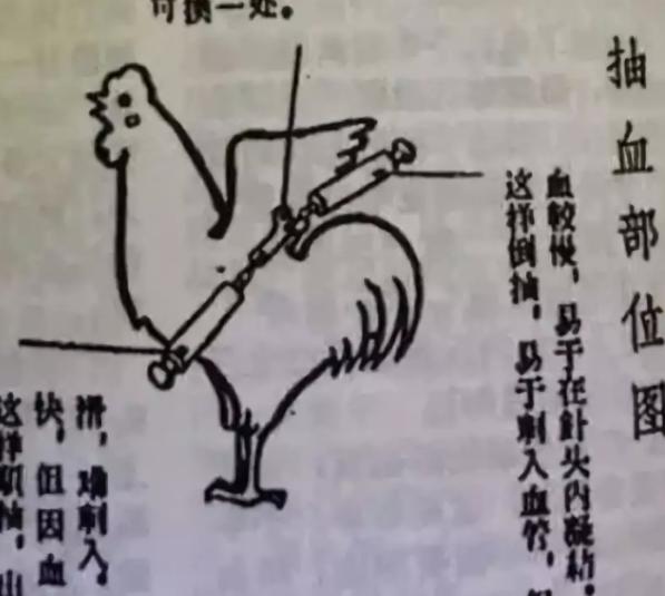 打鸡血疗法真实存在吗，“打鸡血运动”席卷全国的背后