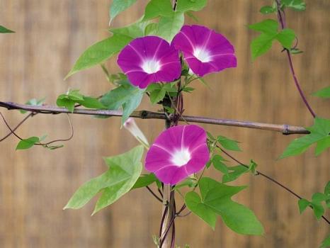 夕颜花是牵牛花吗，牵牛花别名是朝颜还是夕颜（牵牛花）