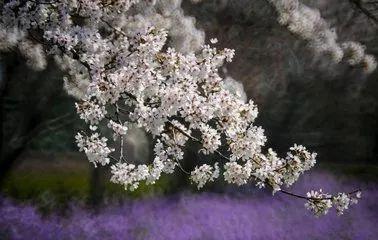 气候变异和气候变化，气候变暖下的物候反应