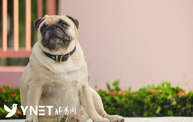 肥胖的犬类(肥胖的狗)