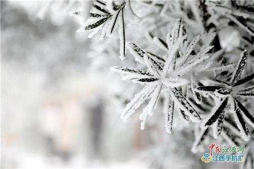 粉黛花海在抚州灵谷峰，灵谷峰冬韵之美