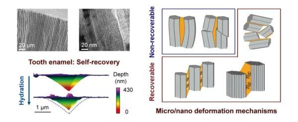 牙齿再生偏方有人试过没，牙齿自己修复滚滚