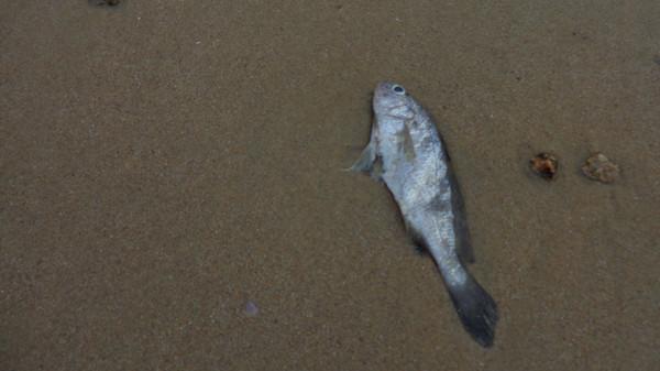 汕头出发南澳岛一日游，汕头南澳岛一夜游