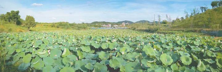 春节义乌旅游景点免费吗，义乌这些乡村和景点