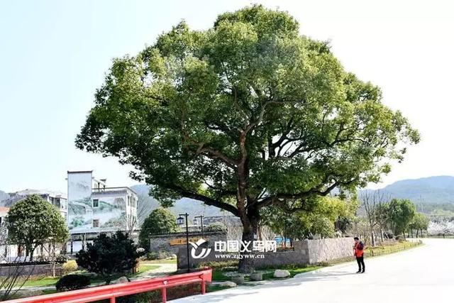 春节义乌旅游景点免费吗，义乌这些乡村和景点