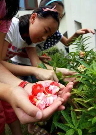 小时候染指甲用什么花好，20年前的女生都用这种花