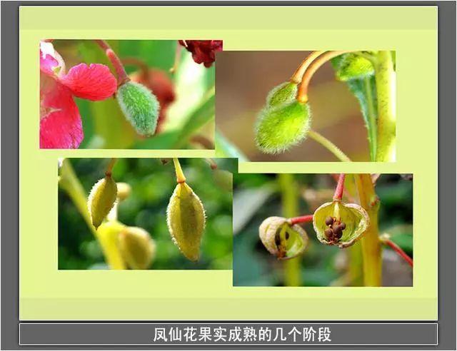 小时候染指甲用什么花好，20年前的女生都用这种花