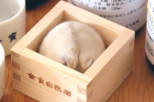 最可爱的小仓鼠是什么品种，这只蠢萌的仓鼠火了