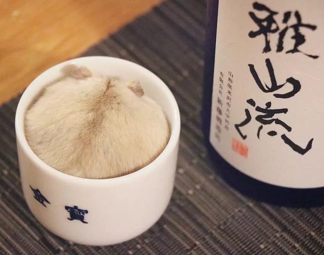 最可爱的小仓鼠是什么品种，这只蠢萌的仓鼠火了