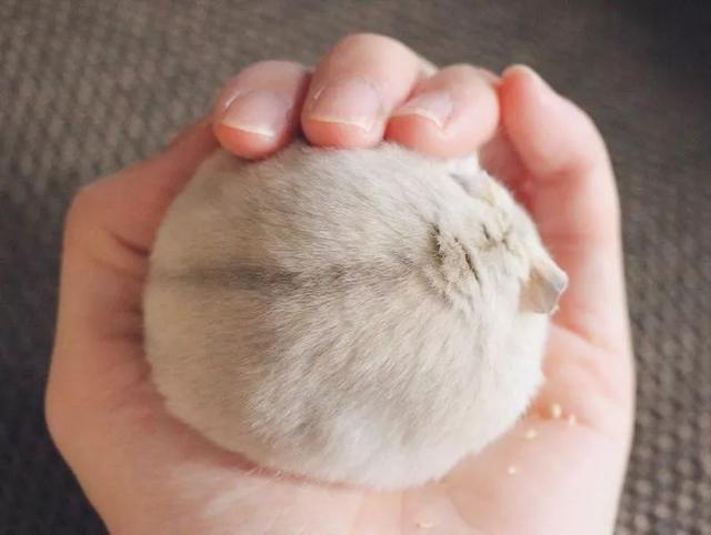 最可爱的小仓鼠是什么品种，这只蠢萌的仓鼠火了