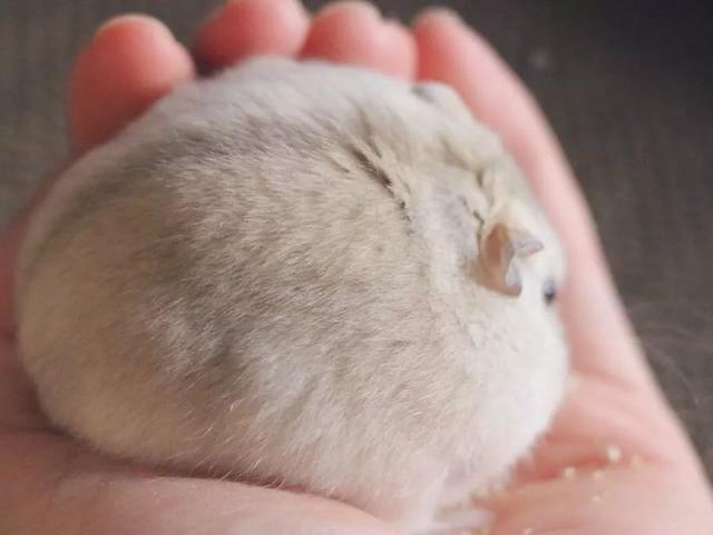 最可爱的小仓鼠是什么品种，这只蠢萌的仓鼠火了