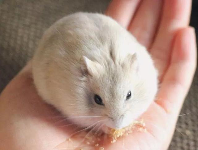 最可爱的小仓鼠是什么品种，这只蠢萌的仓鼠火了