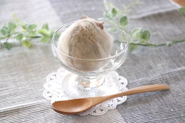 最可爱的小仓鼠是什么品种，这只蠢萌的仓鼠火了