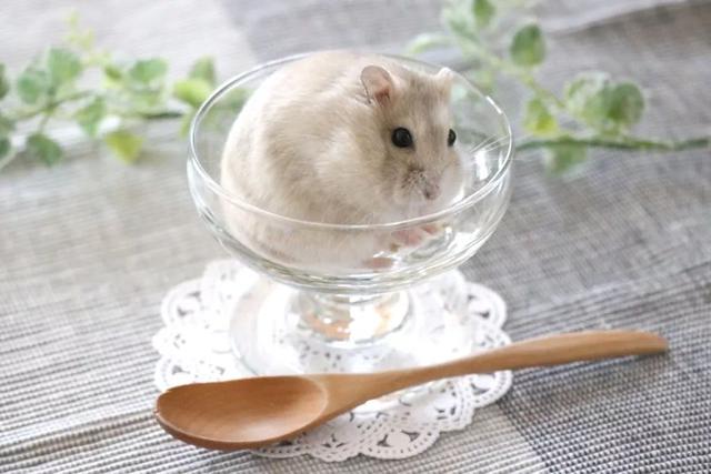 最可爱的小仓鼠是什么品种，这只蠢萌的仓鼠火了