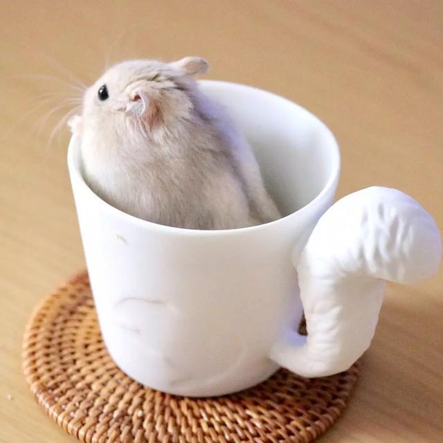 最可爱的小仓鼠是什么品种，这只蠢萌的仓鼠火了