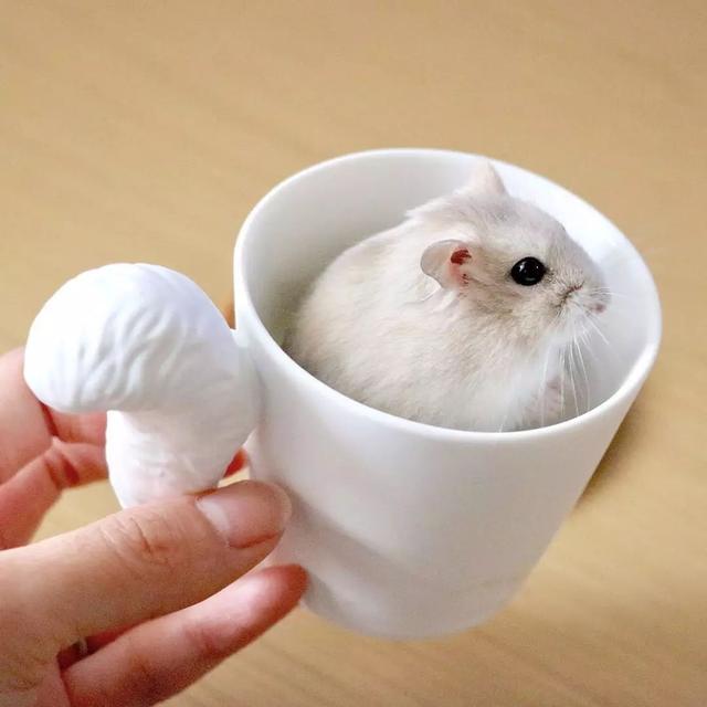 最可爱的小仓鼠是什么品种，这只蠢萌的仓鼠火了