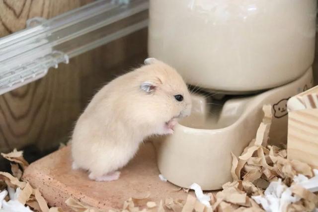 最可爱的小仓鼠是什么品种，这只蠢萌的仓鼠火了