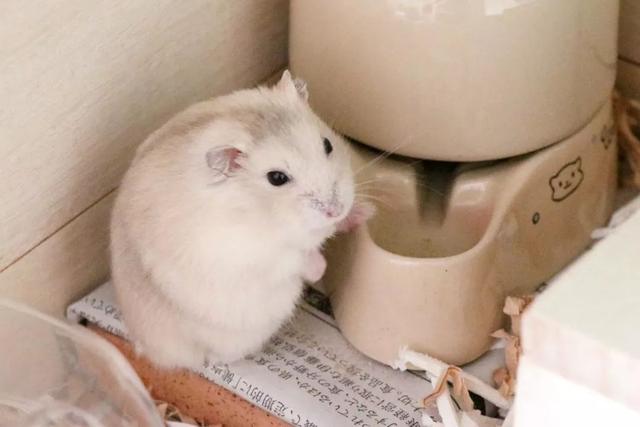 最可爱的小仓鼠是什么品种，这只蠢萌的仓鼠火了