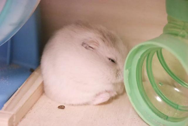 最可爱的小仓鼠是什么品种，这只蠢萌的仓鼠火了