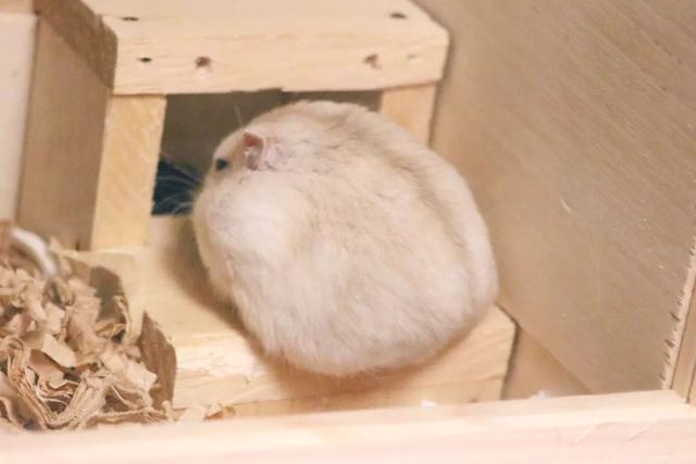 最可爱的小仓鼠是什么品种，这只蠢萌的仓鼠火了