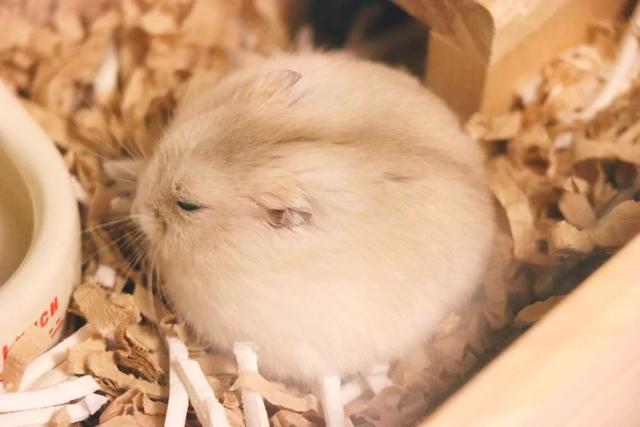 最可爱的小仓鼠是什么品种，这只蠢萌的仓鼠火了