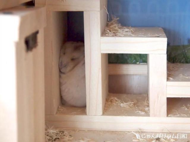 最可爱的小仓鼠是什么品种，这只蠢萌的仓鼠火了