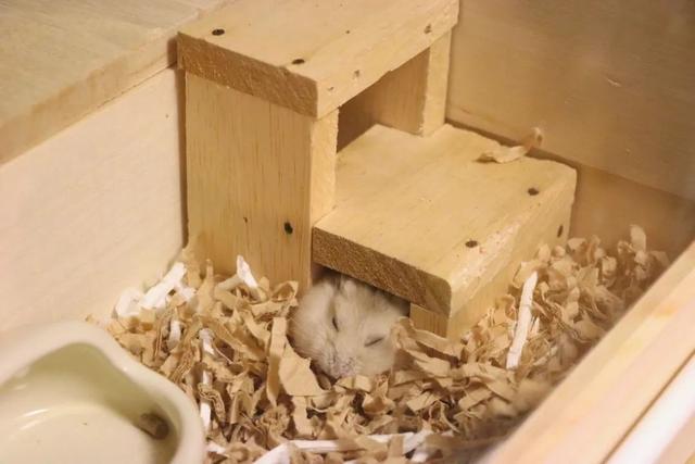 最可爱的小仓鼠是什么品种，这只蠢萌的仓鼠火了