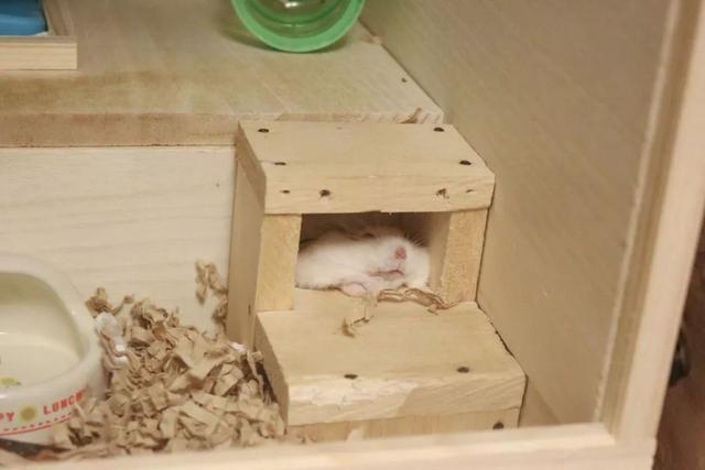 最可爱的小仓鼠是什么品种，这只蠢萌的仓鼠火了