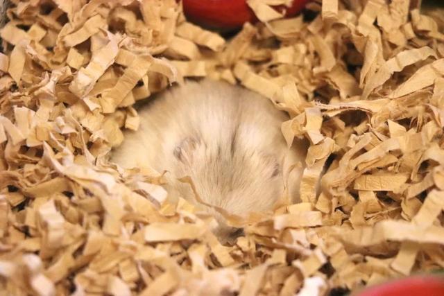 最可爱的小仓鼠是什么品种，这只蠢萌的仓鼠火了