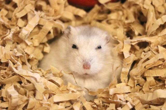 最可爱的小仓鼠是什么品种，这只蠢萌的仓鼠火了